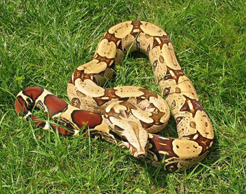 red tailed boa in the grass