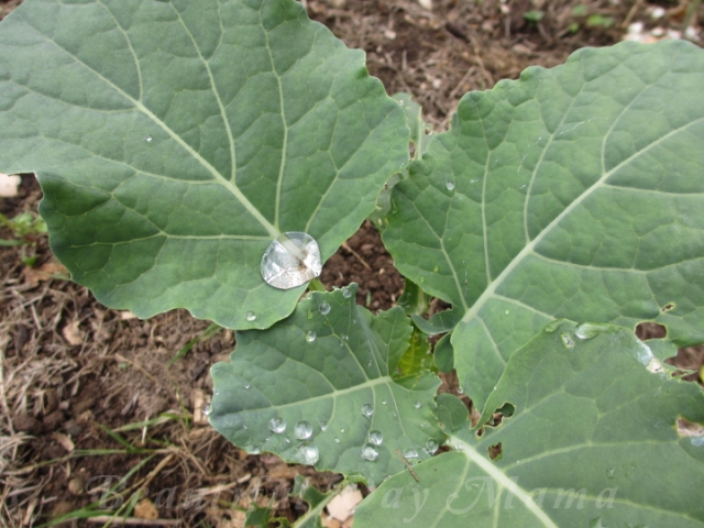 drop of water on a broccoli leaf
