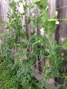 sugar snap peas growing on a string trellis along the fence
